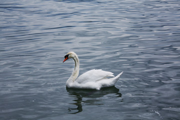 Obraz na płótnie Canvas white swan