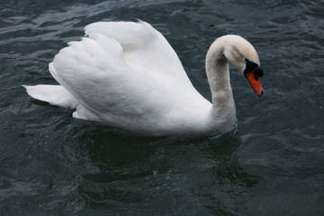 Naklejka premium white swans in the lake