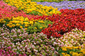 flower bed with colorful flowers