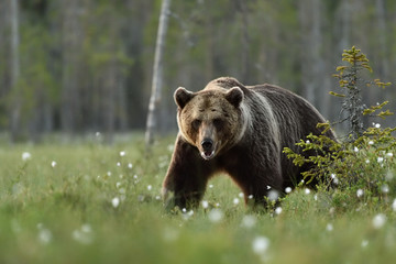 Big male brown bear walking in taiga in Finland. Bear in Finnish taiga.