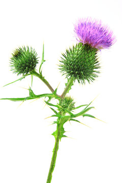 Kratzdistel (Cirsium vulgare) Blüten isoliert vor weißem Hintergrund