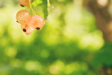 The berries of white currant on the green background after rain. Toned.