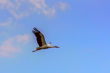 The stork flies in the sky