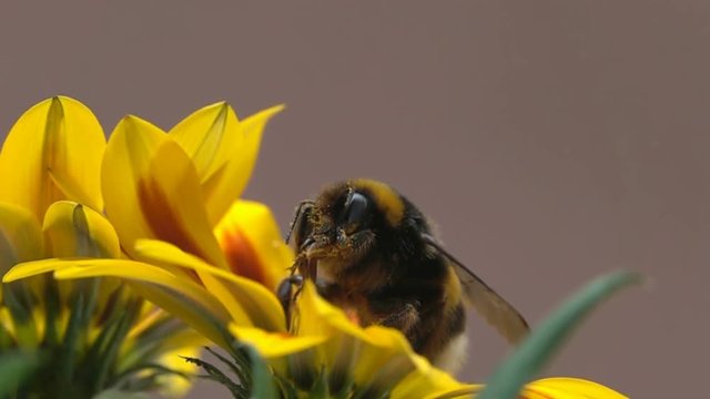 Bee very big bumblebee trunk details macro insect
