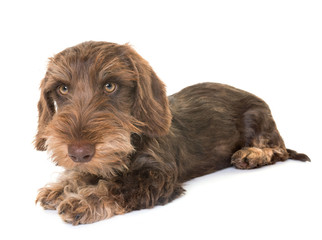 puppy Wire-haired Dachshund