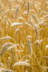 Italian golden wheat cultivation.