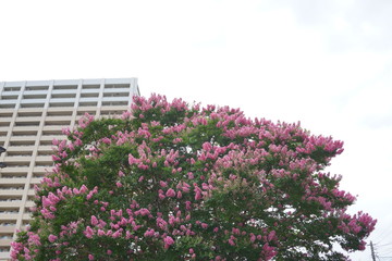 サルスベリ　百日紅