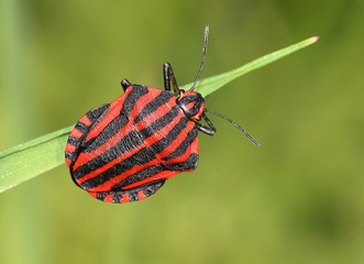 European Minstrel Bug or Italian Striped shield bug (Graphosoma lineatum) on a blade of graqss.