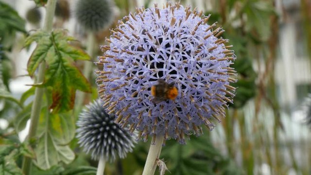bumblebee collecting nectar from echinops (globe thistal) close shot