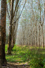 Rows a lot of rubber tree in Thailand. Mass production of rubber