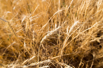 Yellow ears of wheat in a field in nature