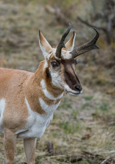 Pronghorn in Lamar Valley