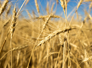 Yellow ears of wheat against the blue sky