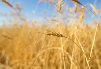 Yellow ears of wheat against the blue sky