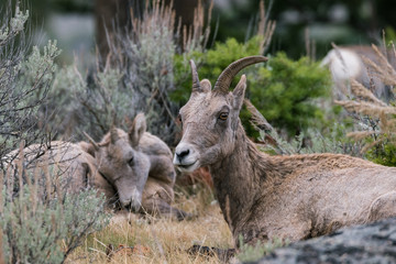 Mountain Goat Mother Two