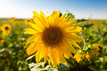 Sunflower flowers grow on nature