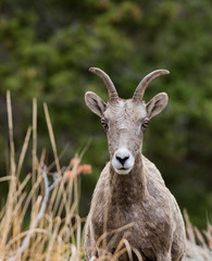 Naklejka na ściany i meble Wild Mountain Goat in Yellowstone