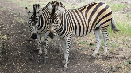 Two very lovely striped zebras.
