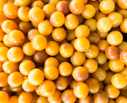 Fruits of yellow cherry plum as a background