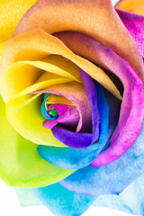 Fototapeta na wymiar Bunte Rose in Regenbogenfarben, vertikal
