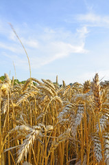 A field of ripe wheat. Spikes of wheat and blue sky with little clouds.