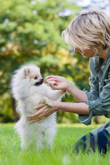 Zwergspitz Hund schnüffelt an Hand einer Frau