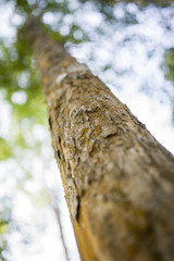tree close up over blue sky
