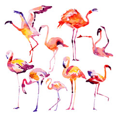 Obraz premium Beautiful watercolor flamingos, isolaned on a white. Big set.
