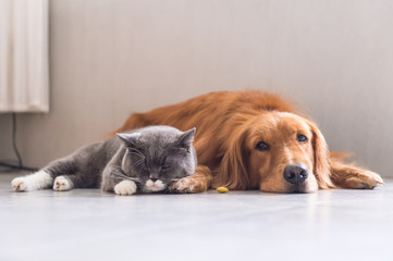 British shorthair cats and Golden Retriever