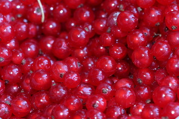 Berries ripe red currants for background or design