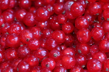Berries ripe red currants for background or design
