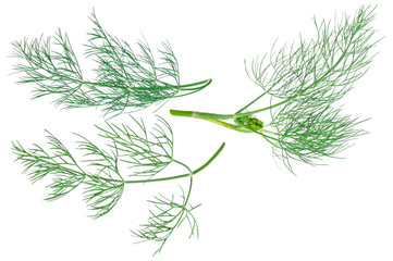 dill isolated on white background. Three leaves