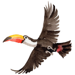 Sky bird toucan in a wildlife by watercolor style isolated. Wild freedom, bird with a flying wings. Aquarelle bird for background, texture, pattern, frame, border or tattoo. - 167345682