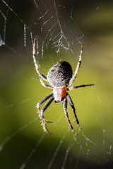 The spider sits on a web on the hunt