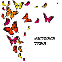 beautiful orange butterflies, isolated  on a white