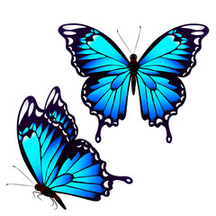 beautiful blue butterflies, isolated  on a white