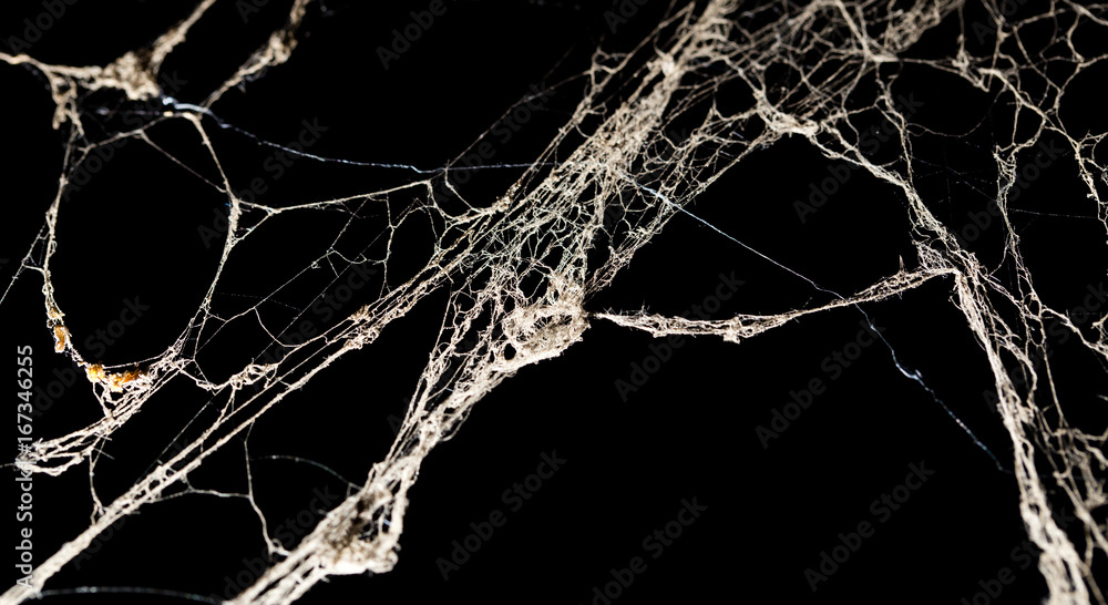 Sticker spider web on the ceiling as a background