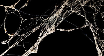 Spider web on the ceiling as a background