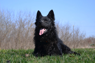 Croatian sheepdog