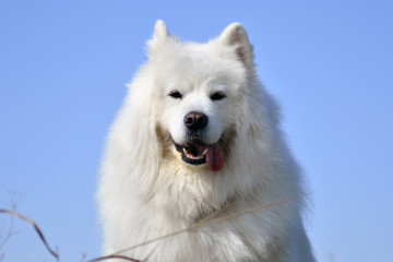 White dog