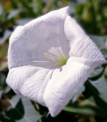 Stramonium white open flower