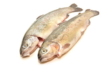 trout