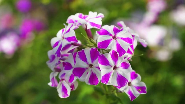 two colors white and violet striped phlox flowers close up sway in the wind in the garden