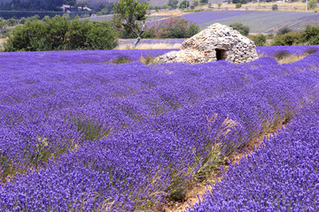 Old borie ane lavender field in Provence, south of France