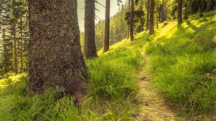 Path through a green forest