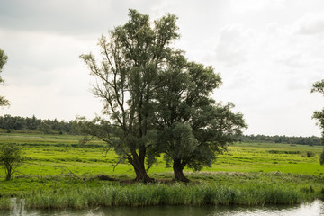 Fototapeta premium National park