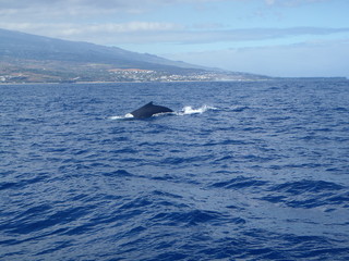 Fototapeta premium Baleine plongeant au cap la houssaye