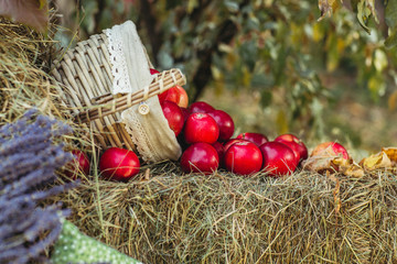 red apples on haystack