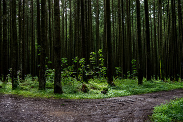 Wald_8