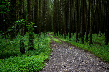 Wald_1